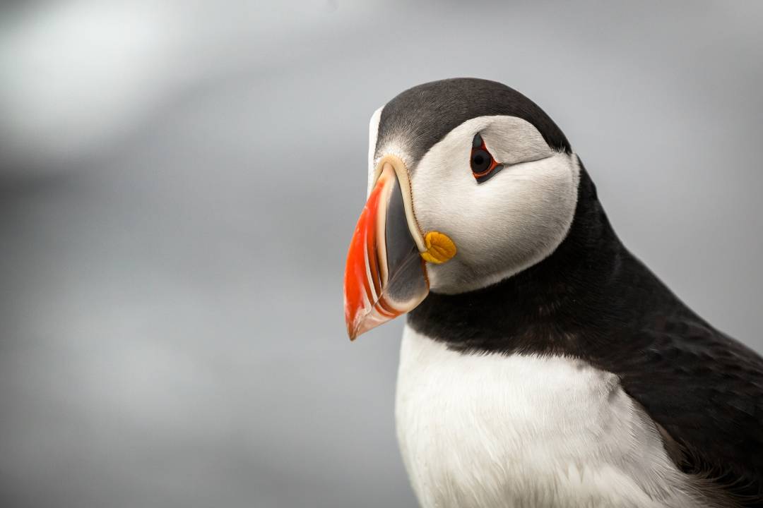 173 atlantic puffin GWQH6 KV