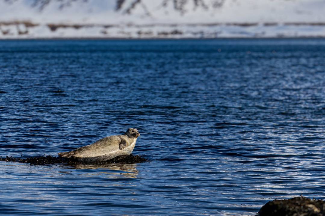 Westfjords JOM0 M8 A4971