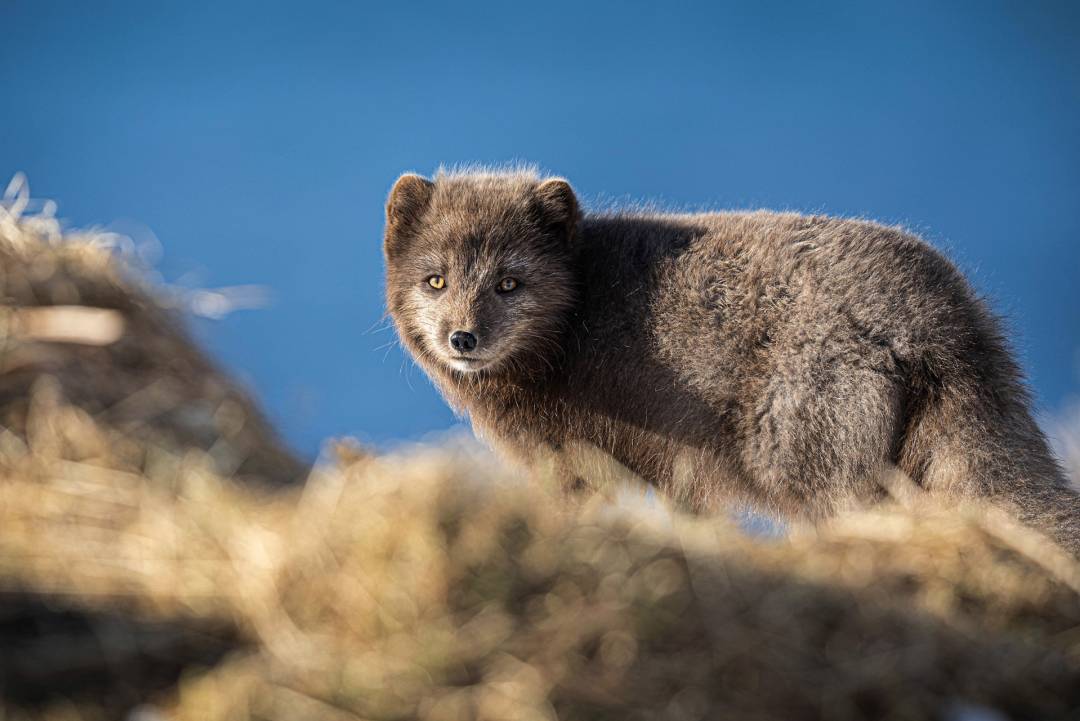 Westfjords JOM0 M8 A5409