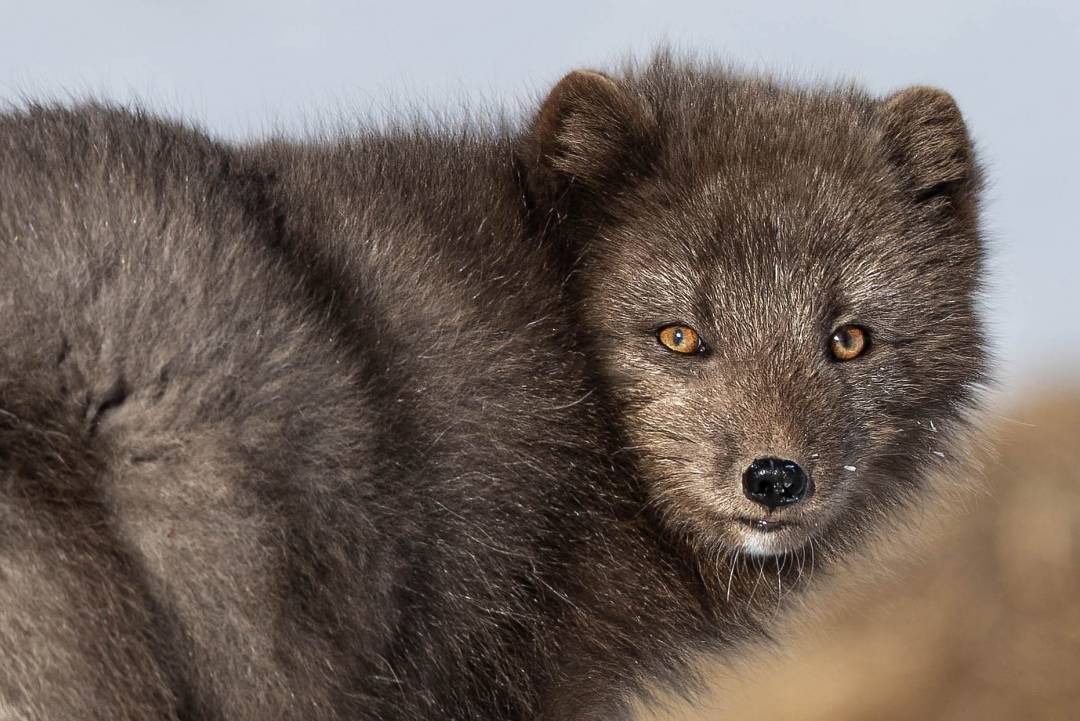Westfjords c0 M8 A5327